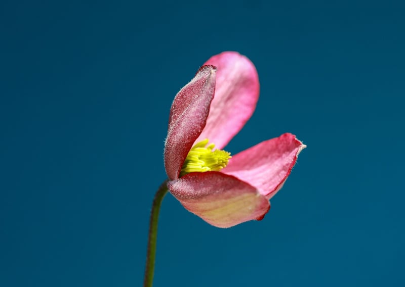 Orchids